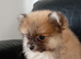 8 week old Female puppies