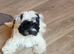 Stunning Yorkiepoo puppy available from Licensed Breeder.