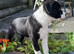Looking for forever homes