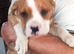 Boxer X Rottweiler