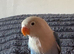 10 week old lovebird blue & white with cage