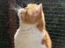Gorgeous Male Kitten
