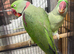 Breeding pair of Alexandrine parrot