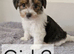 Yorkshire Biewer Terrier Puppies