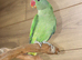 Baby Alexanderine Talking Parrot,3