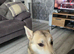 Male Husky for sale