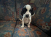 Beautiful cockapoo puppies for sale