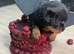 Rottweiler pups for sale