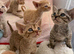 Rehomed for your love & happiness