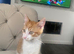 16 month old female cat for sale