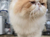 Pedigree Persian CFA Champion Male Cat