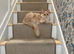 Stunning Purebred Maine Coon Boy Cream/red