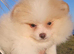 CHIAO LI YA lineage pomeranian puppies