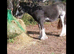 Beautiful, sensible cob brothers for loan in Rainham, Essex