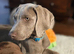 KC REGISTERED WEIMARANER PUPPIES AVAILABLE