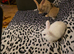 Bunnies