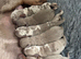 KC Registered Miniature Dachshund puppies