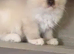 Ragdoll Kittens