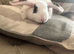 Ready to go now. Three mini lion lops