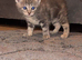 2 British shorthair kittens