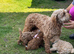 Asian extra Mini maltipoo ready to go(3 left