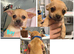 Chihuahuas for sale