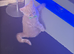 Male bsh kitten