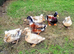 Trios Crested Miniature Appleyard ducklings