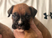 Stunning litter ready 16th June