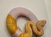 Albino pied ball python