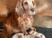 Working cocker spaniel ***only 2 boys left***