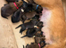 Belgian Malinois Puppies
