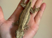 Striped gargoyle gecko male