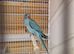 Indian ringneck 10 weeks old