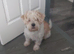 Tibetan Terrier