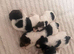 Ourstanding wired fox terrier puppies