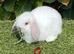 Pure bred mini lops .3 females available.