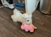 1 year old Pomeranian cross