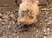 Pekin bantams for sale