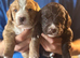 Beautiful working Cocker Spaniel puppies