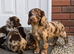 Chocolate Merle cocker spaniel