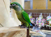 Hand reared Baby Green Cheek conure Available