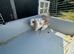 5 months old rabbit for sale