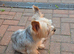 Beautiful blonde male Yorkie