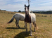 Beautiful Skewbald Filly