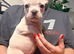 FRENCH BULLDOG PUPPIES FOR SALE FROM £1800.