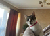 Cat forever Home wanted