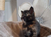 Beautiful Mainecoon cross kittens