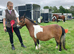 Tawna bred Miniature Shetland Mare