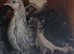 Pekin pullets